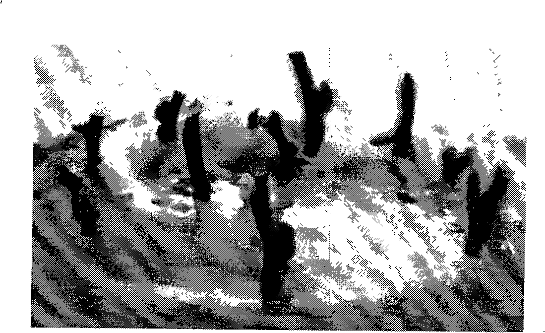 Zanthoxylum piperitum isolated culture process