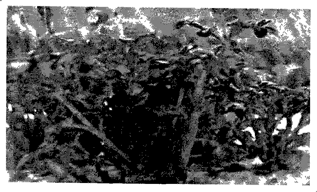 Zanthoxylum piperitum isolated culture process