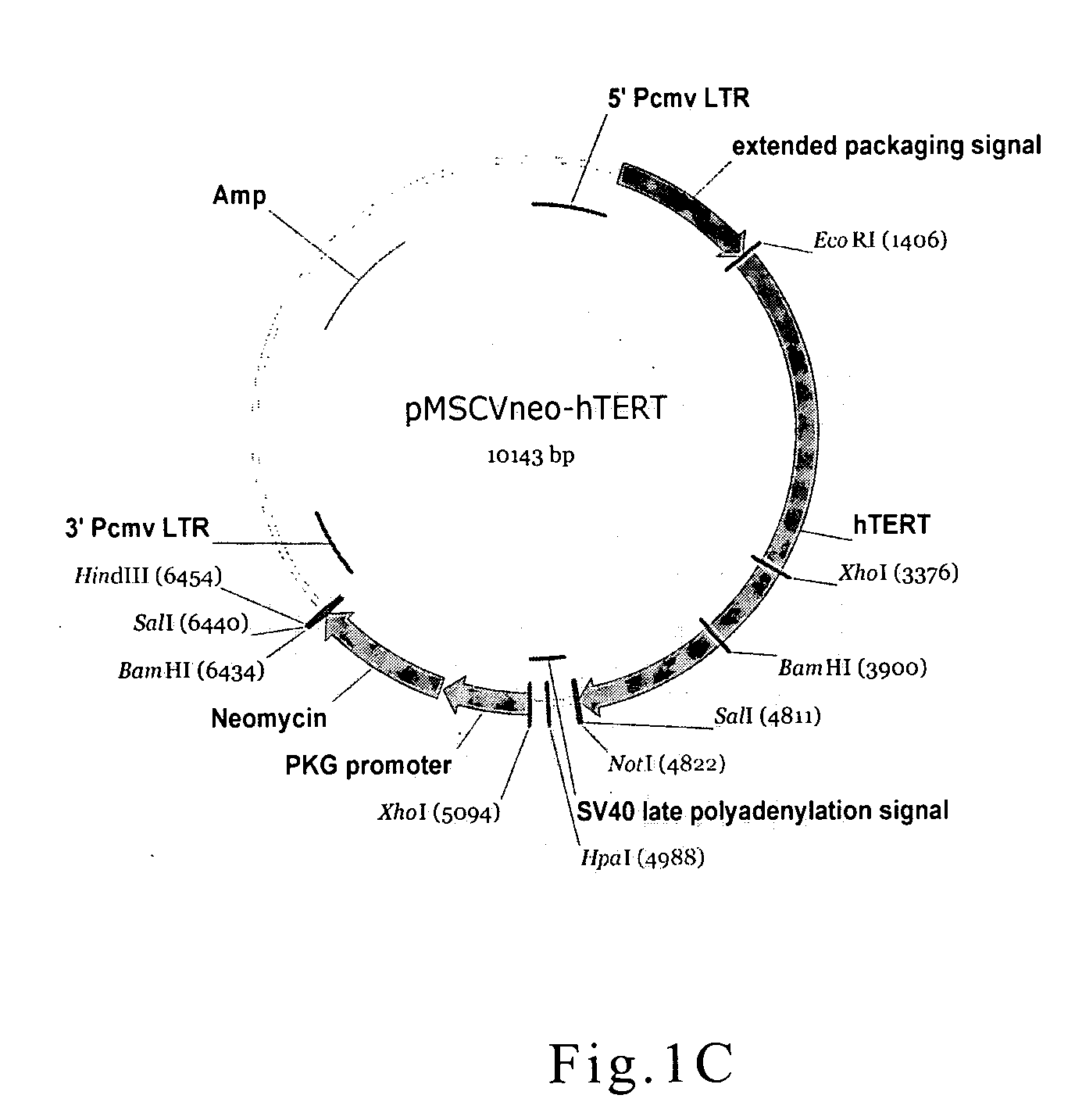 Cell culture and method for screening for a compound useful in the treatment or prevention of hepatic cirrhosis