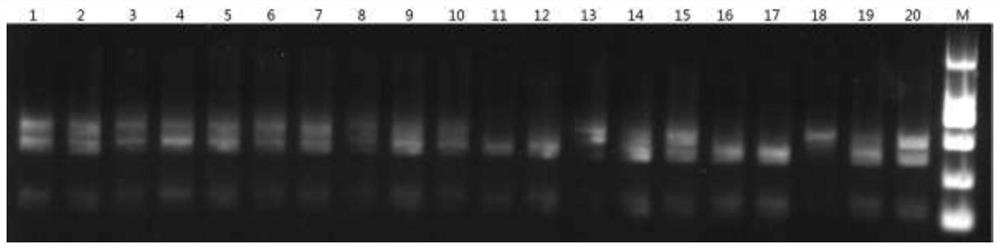 A detection method for the ec12 SNP marker of the white shrimp