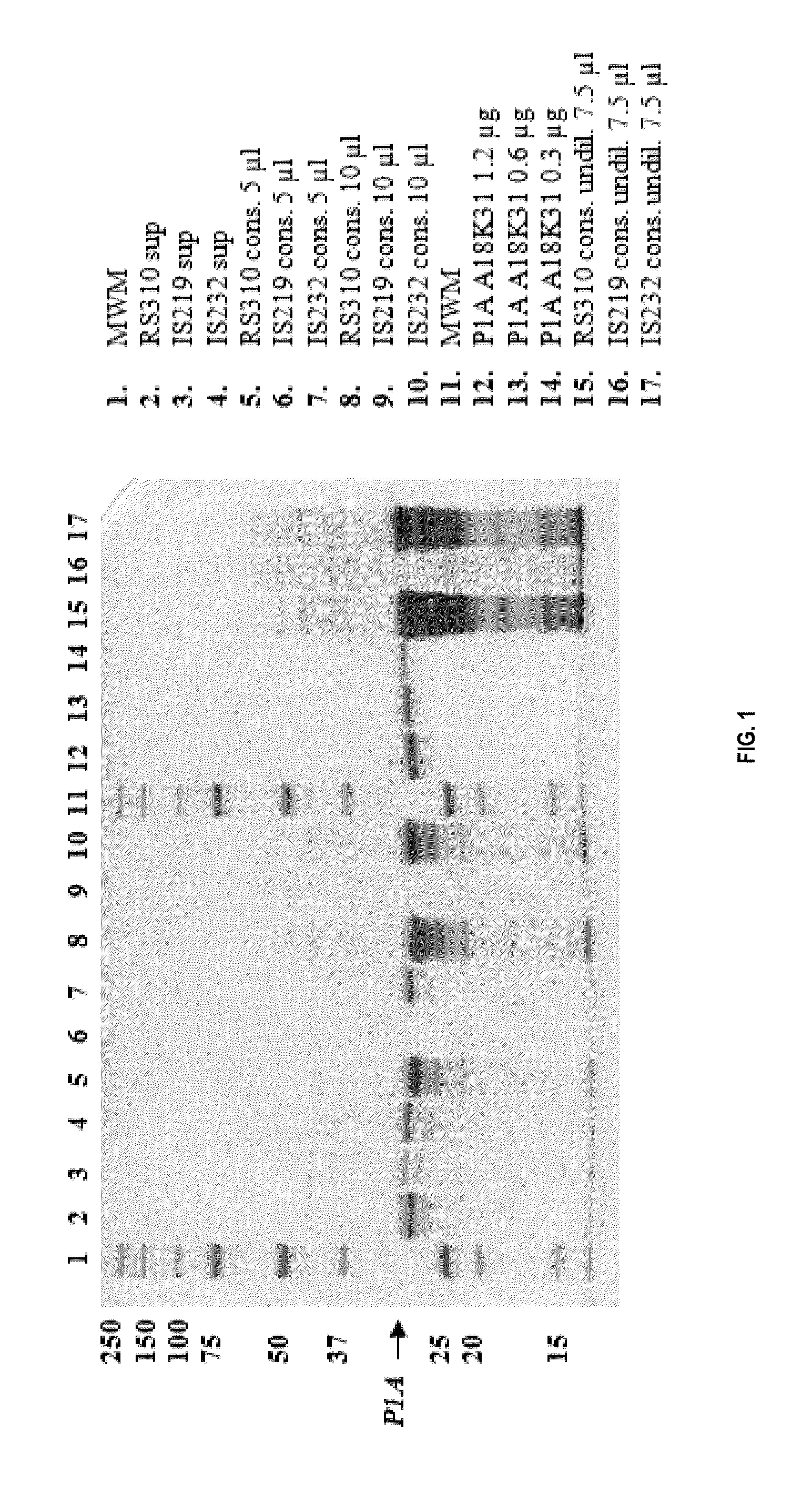 Beta-lactamases with improved properties for therapy