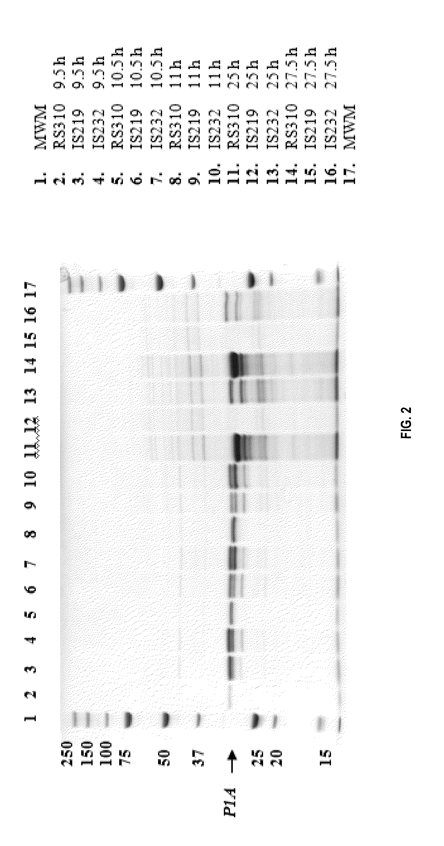 Beta-lactamases with improved properties for therapy