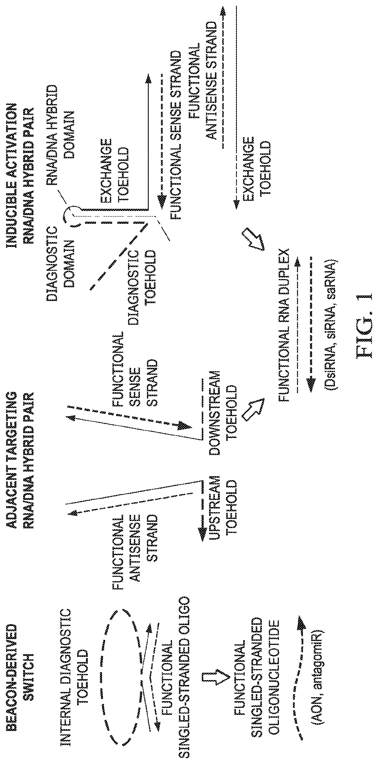 Hybrid nucleic acid switches