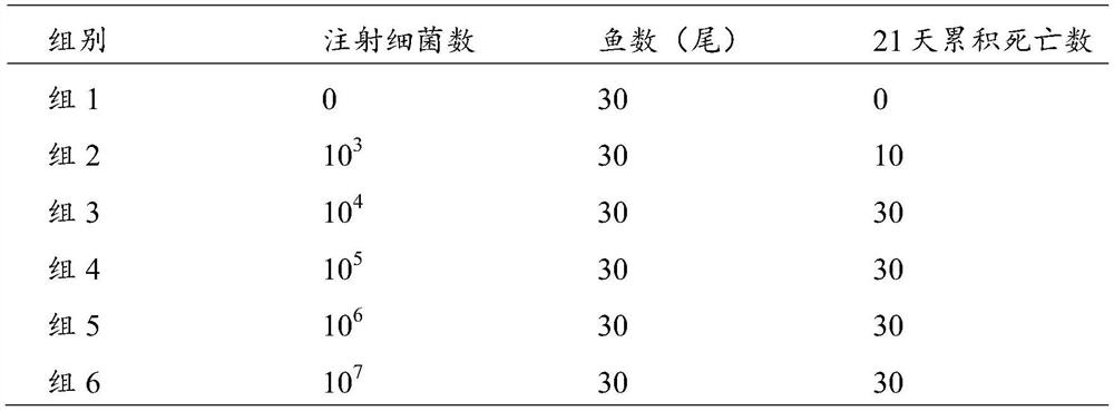 Callicarpa nudiflora as fish vaccine adjuvant and application thereof