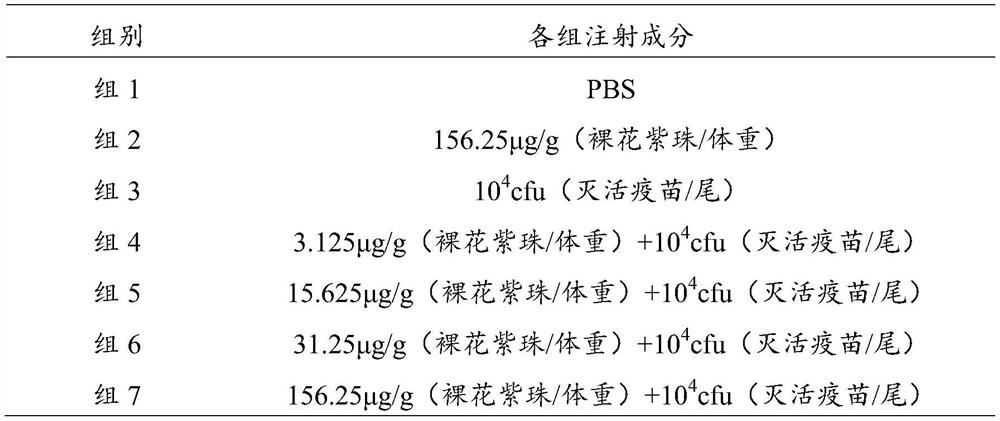 Callicarpa nudiflora as fish vaccine adjuvant and application thereof