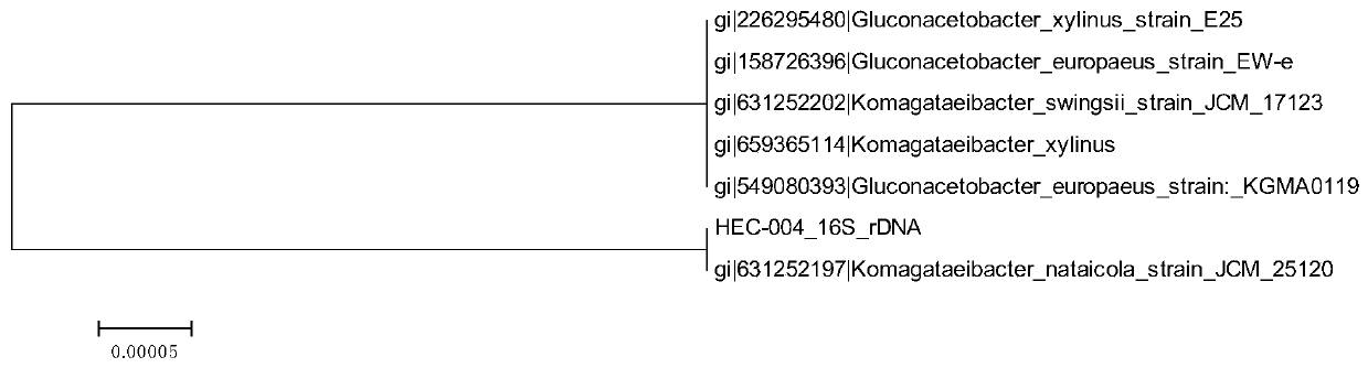 Isolation, Identification and Application of a Bacterial Cellulose-Producing Strain