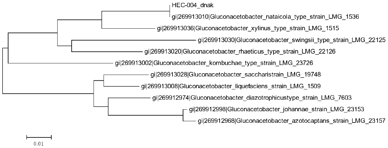 Isolation, Identification and Application of a Bacterial Cellulose-Producing Strain