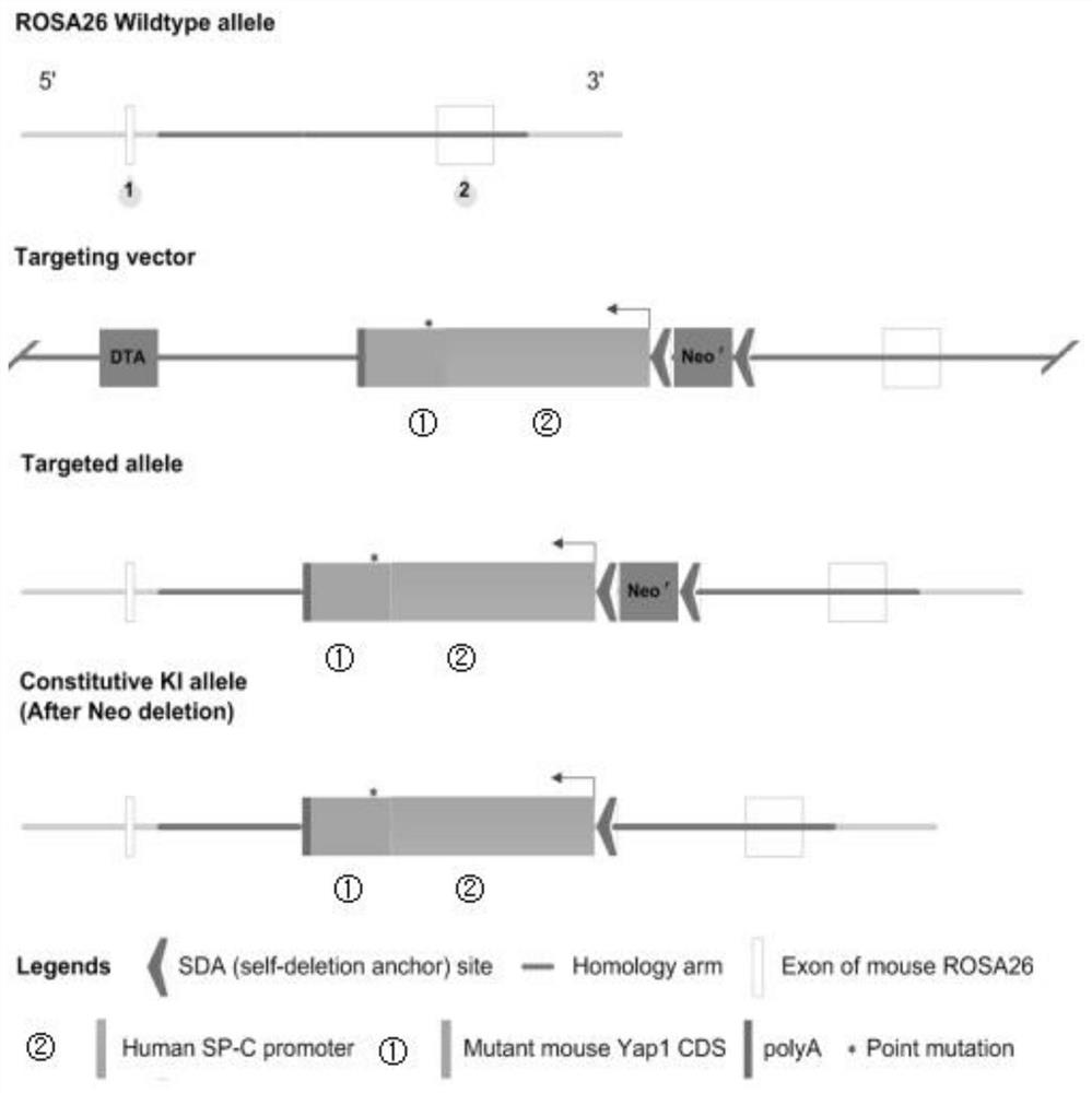 Construction method and application of a conditional yap1 gene knock-in mouse