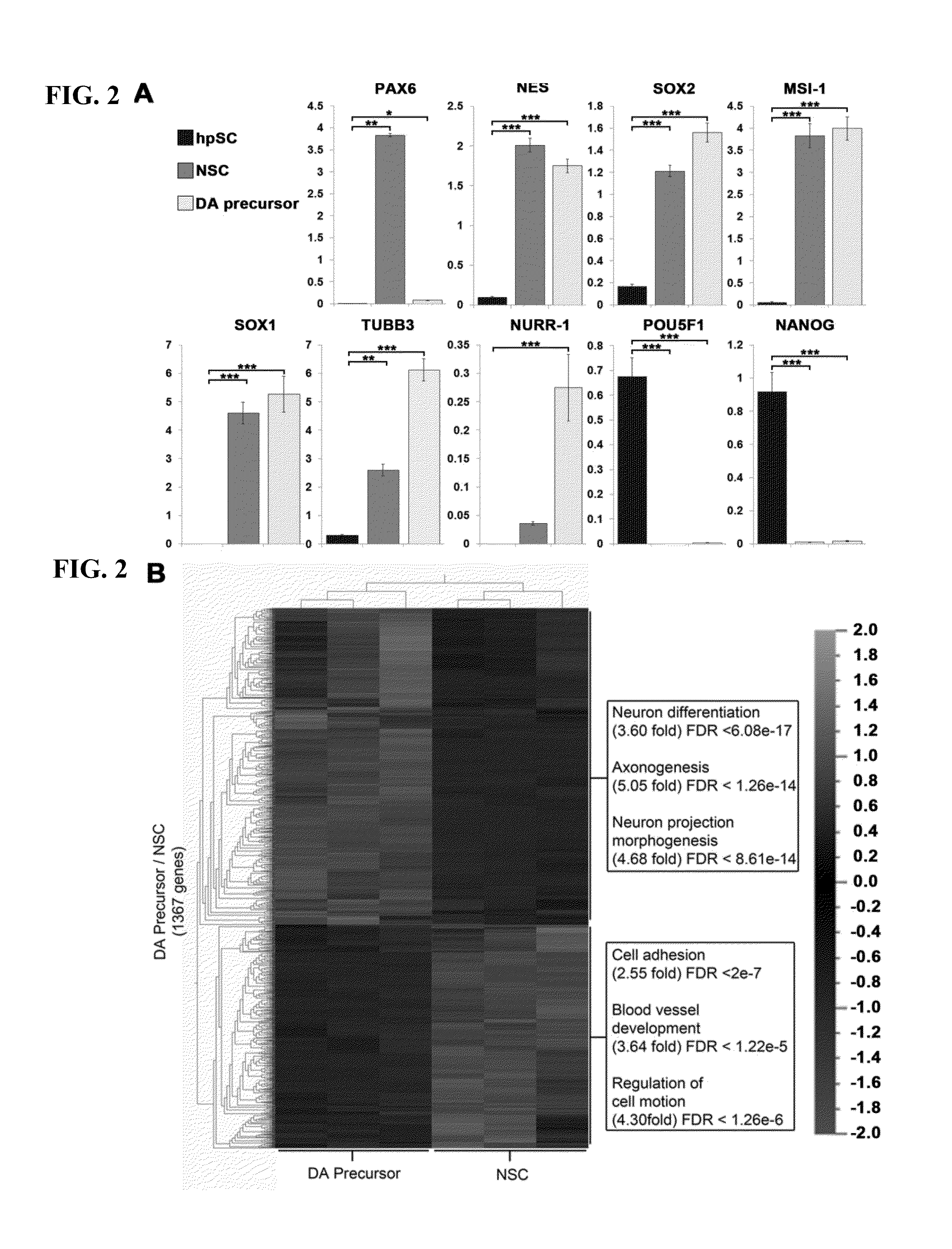 Use of neural cells derived from human pluripotent stem cells for the treatment of neurodegenerative diseases