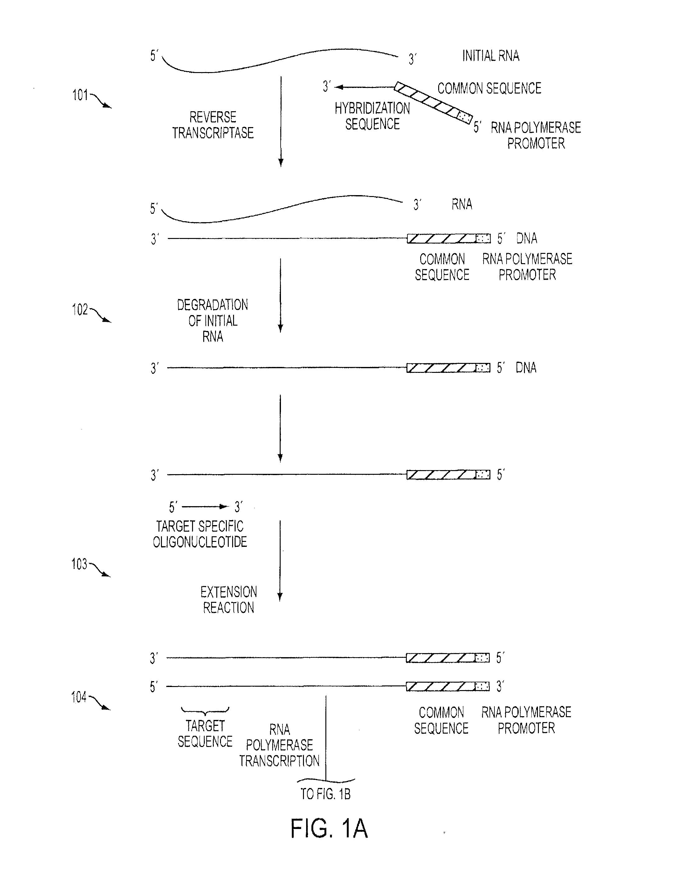 Isothermal Methods and Related Compositions for Preparing Nucleic Acids