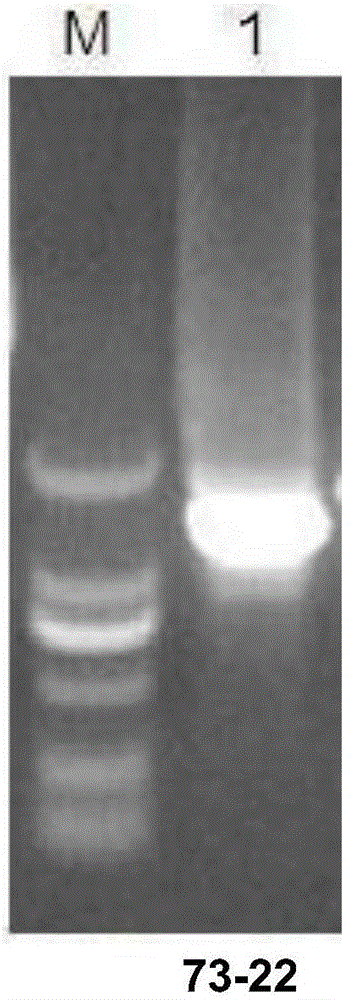 Transgene wheat B73-6-1 line specificity quantitative PCR detection kit and applications thereof