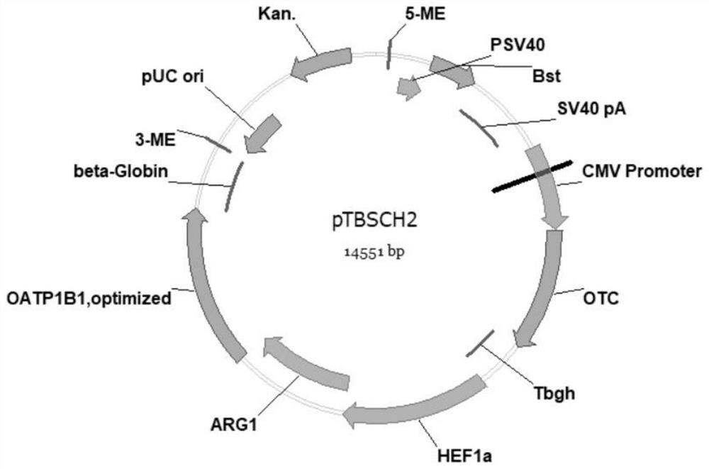 Detoxifying function-enhancing gene fragment and modified HepG2 cell