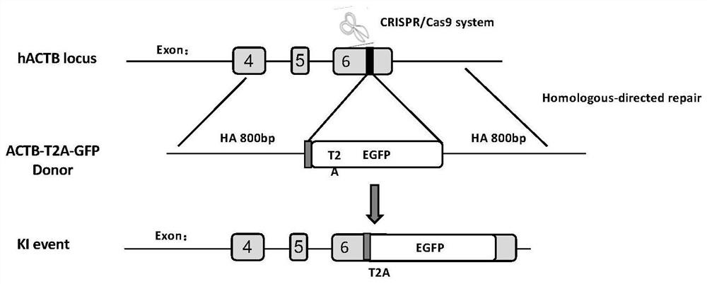 Inhibitors for improving the efficiency of genome-directed integration and their applications