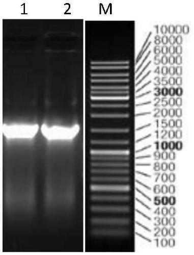 Composite microorganism deodorizing agent and preparation method and applications thereof