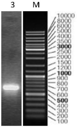 Composite microorganism deodorizing agent and preparation method and applications thereof