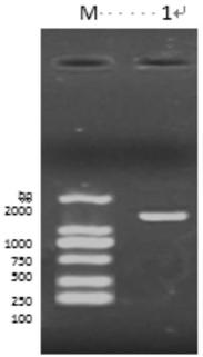 Strain of Pediococcus acidilactici of canine origin and application thereof