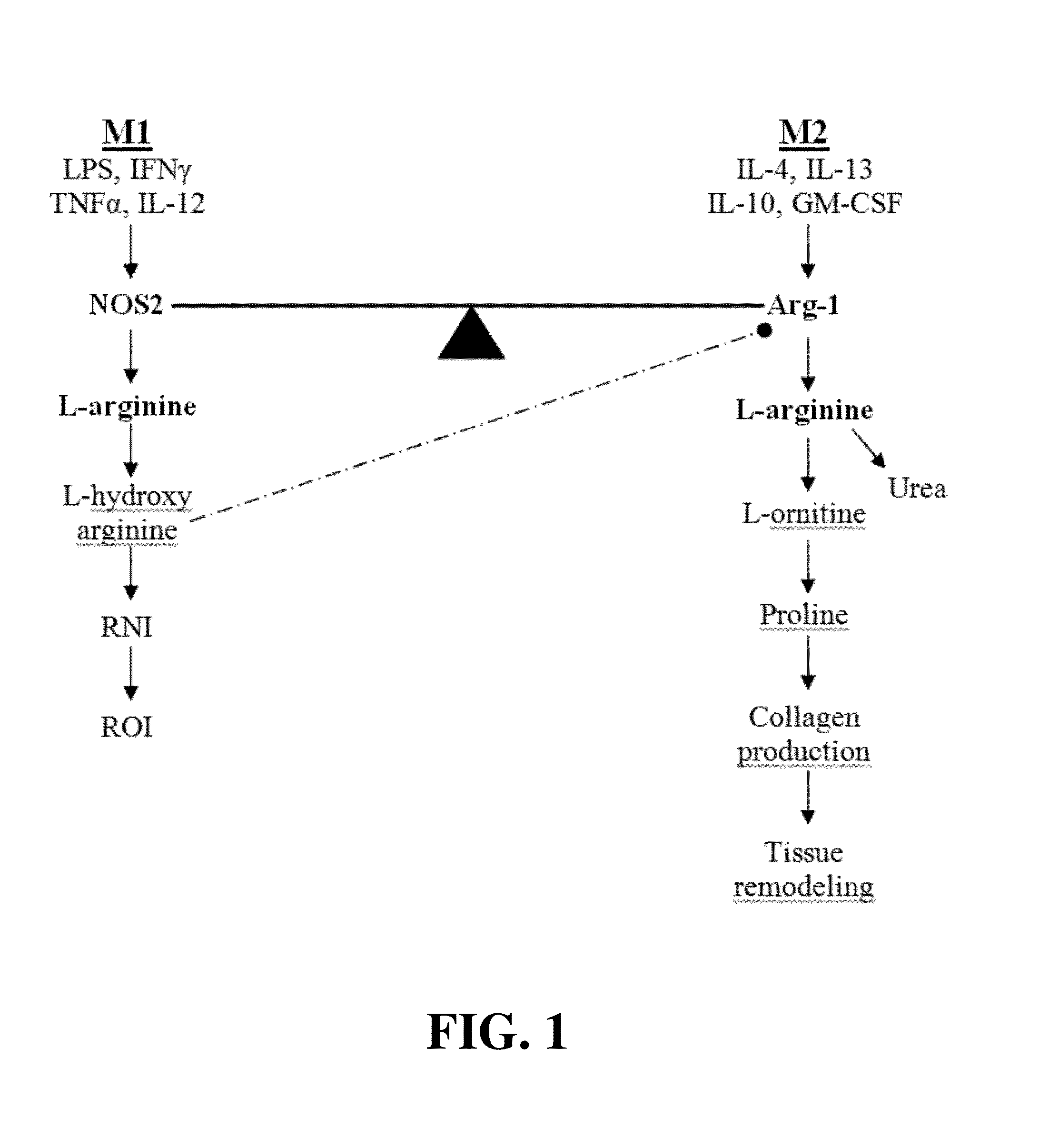 Substances, vaccines and methods for diagnosing and reducing incidences of transplant rejection