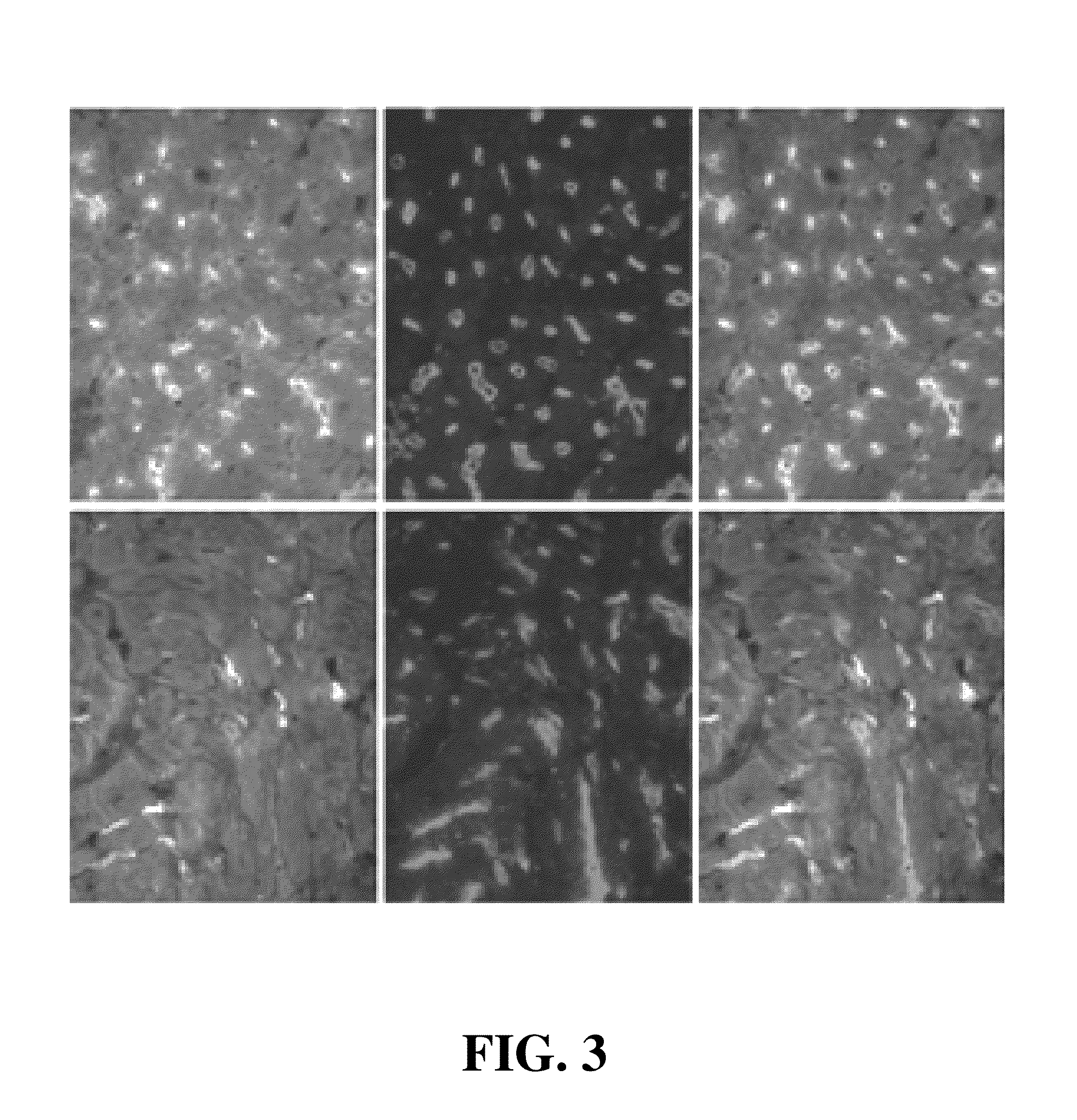 Substances, vaccines and methods for diagnosing and reducing incidences of transplant rejection