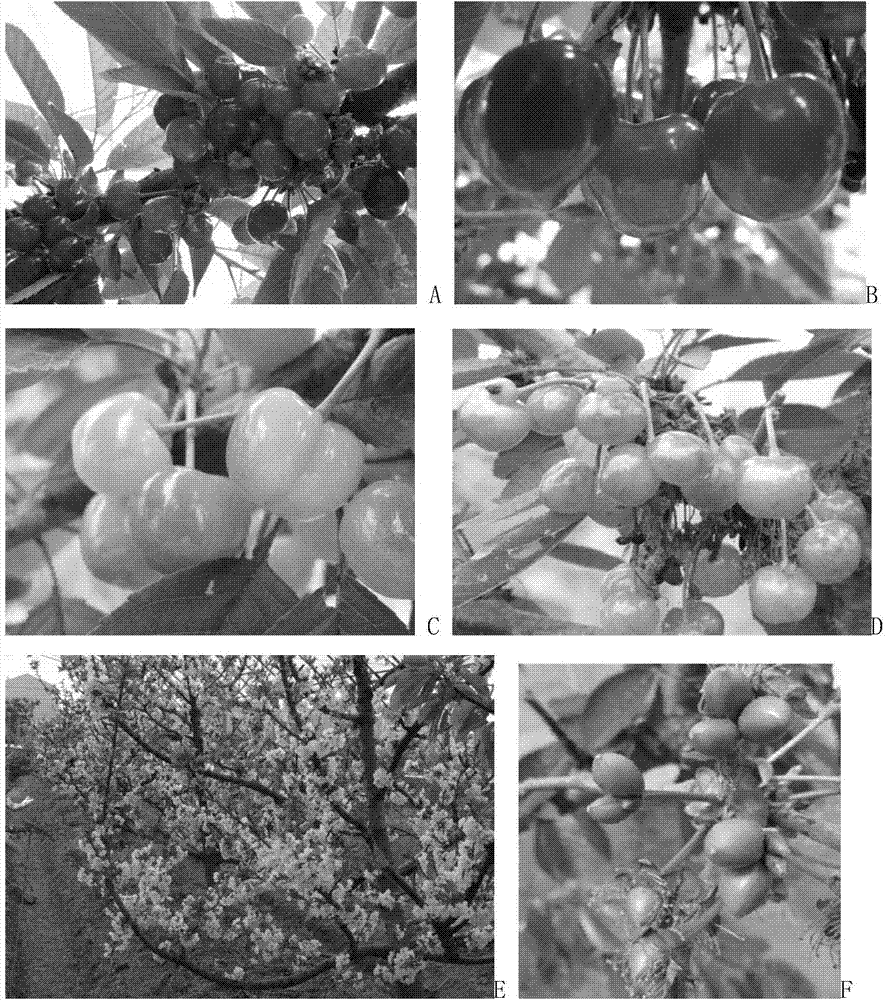 Early management method of planting sweet cherries in south warm region