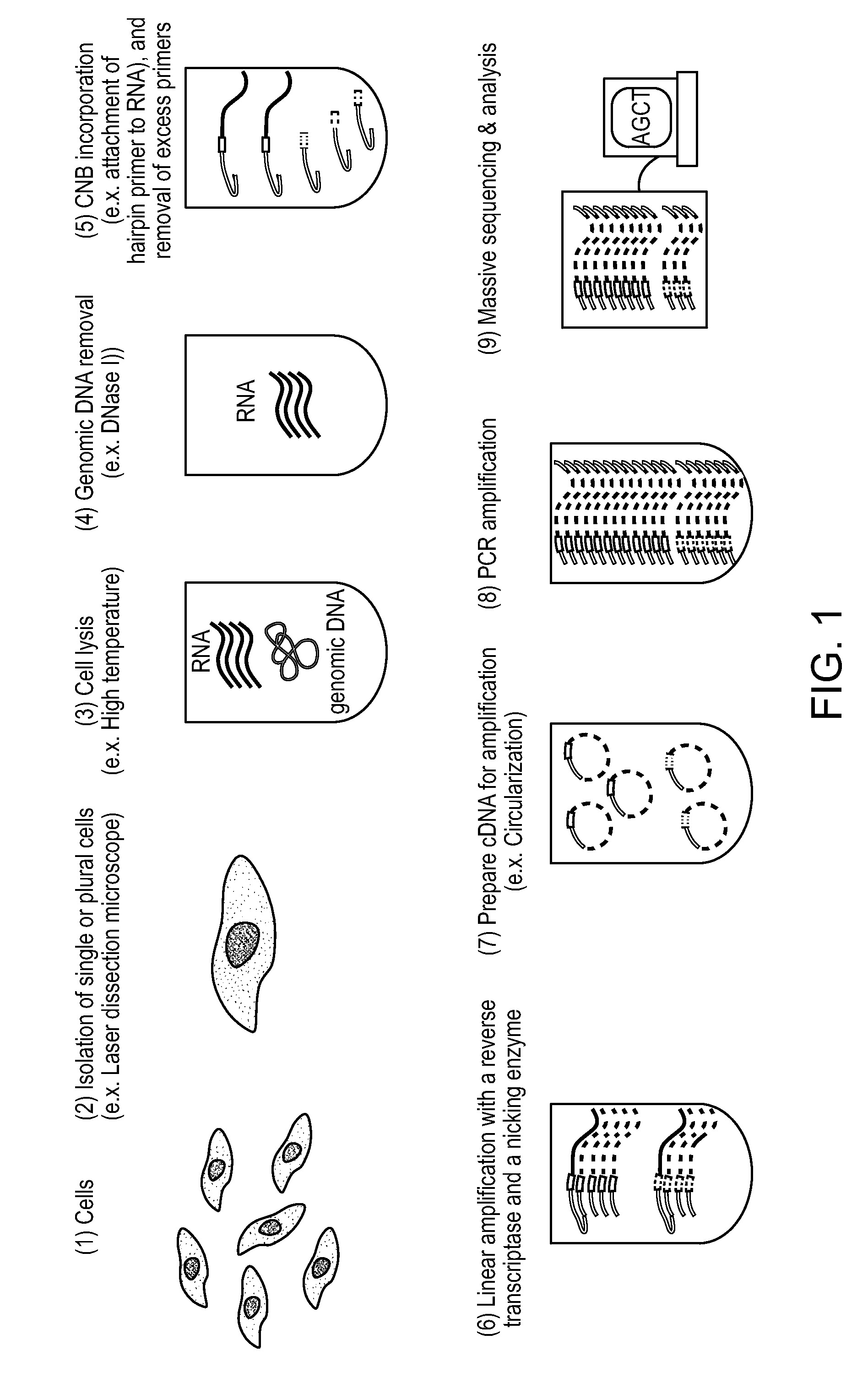 Single cell nucleic acid detection and analysis