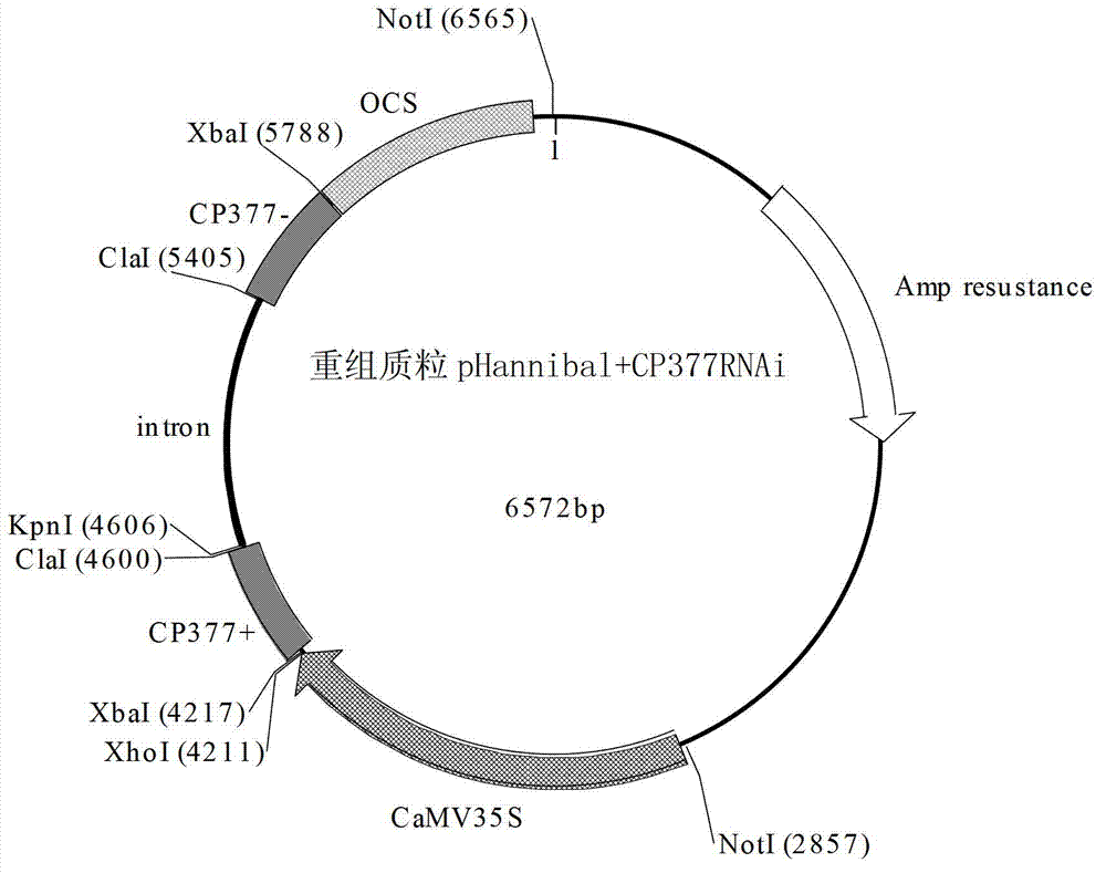 Application of TuMV-CP gene fragment-mediated RNAi carrier in cultivation of anti-TuMV transgenic plant