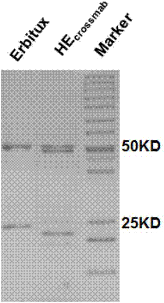 Targeting EGFR and HER2 double-specific antibody and application thereof