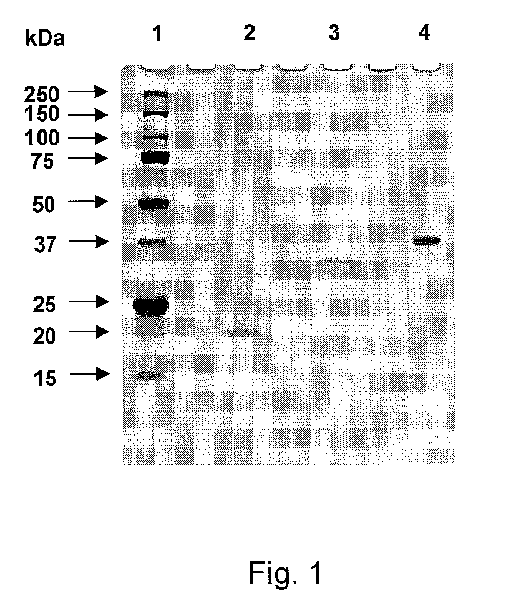 Polypeptide vaccine and vaccination strategy against mycobacterium