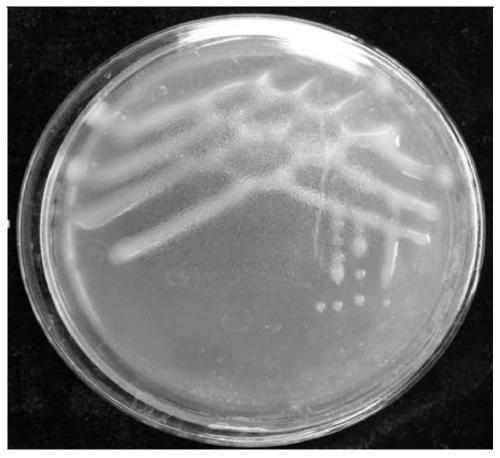 A kind of broad bean rhizobium strain bga2-2 and its application