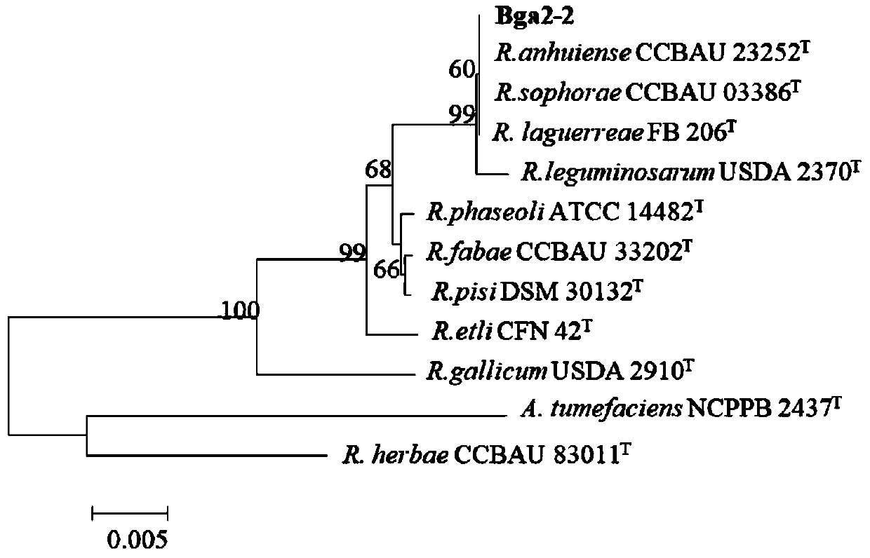 A kind of broad bean rhizobium strain bga2-2 and its application