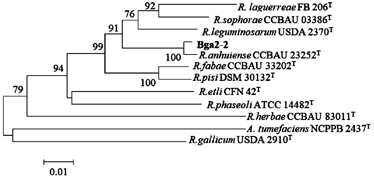 A kind of broad bean rhizobium strain bga2-2 and its application