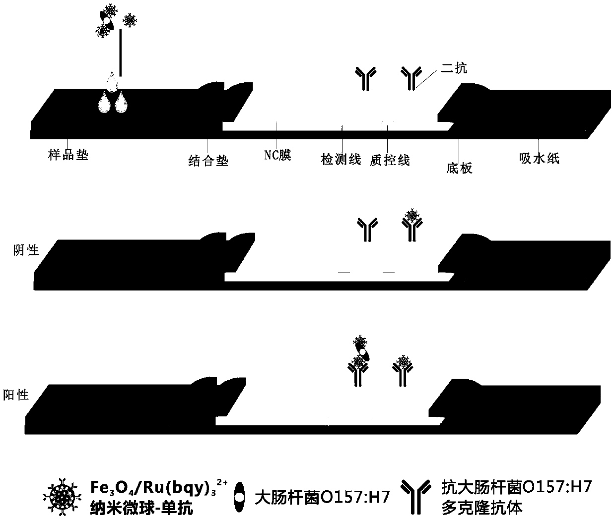 A method for rapid detection of Escherichia coli o157:h7