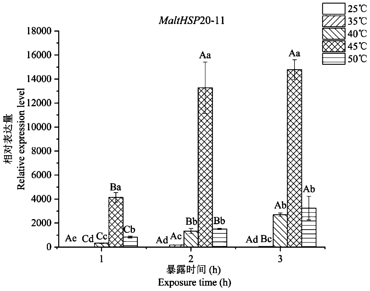 Monochamus alternatus heat shock protein MaltHSP20-11 and coding gene and application thereof