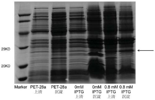 Monochamus alternatus heat shock protein MaltHSP20-11 and coding gene and application thereof