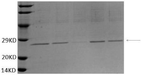 Monochamus alternatus heat shock protein MaltHSP20-11 and coding gene and application thereof