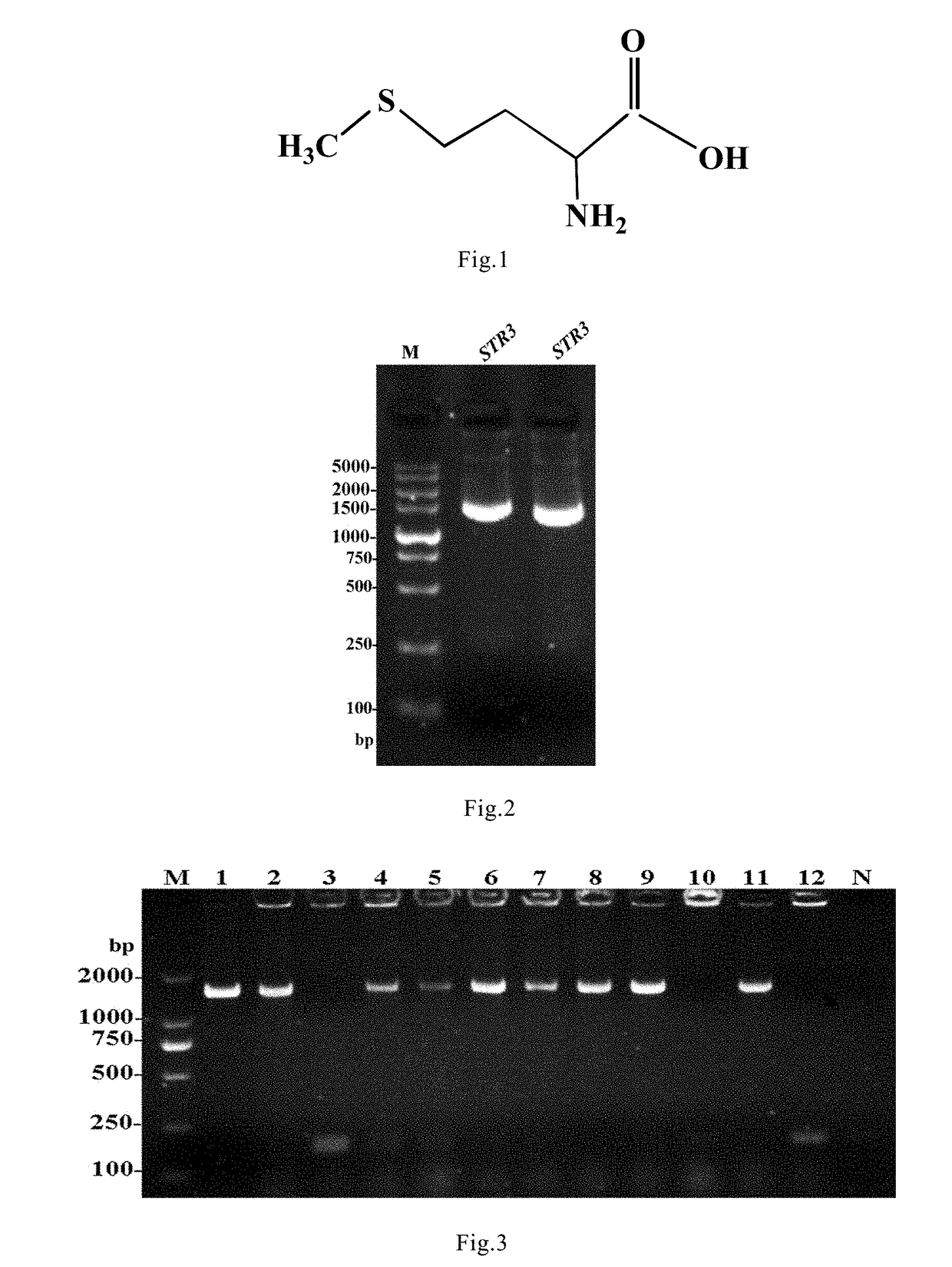 Methionine lyase, encoding gene and biosynthetic method thereof