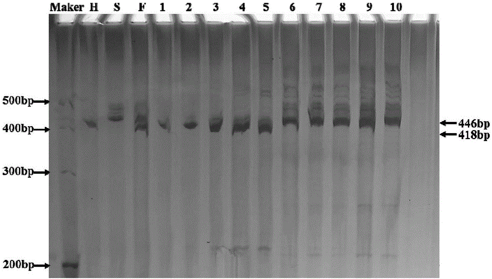 Molecular marker method of rice panicle blast resistance gene