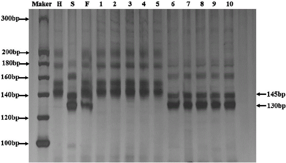 Molecular marker method of rice panicle blast resistance gene