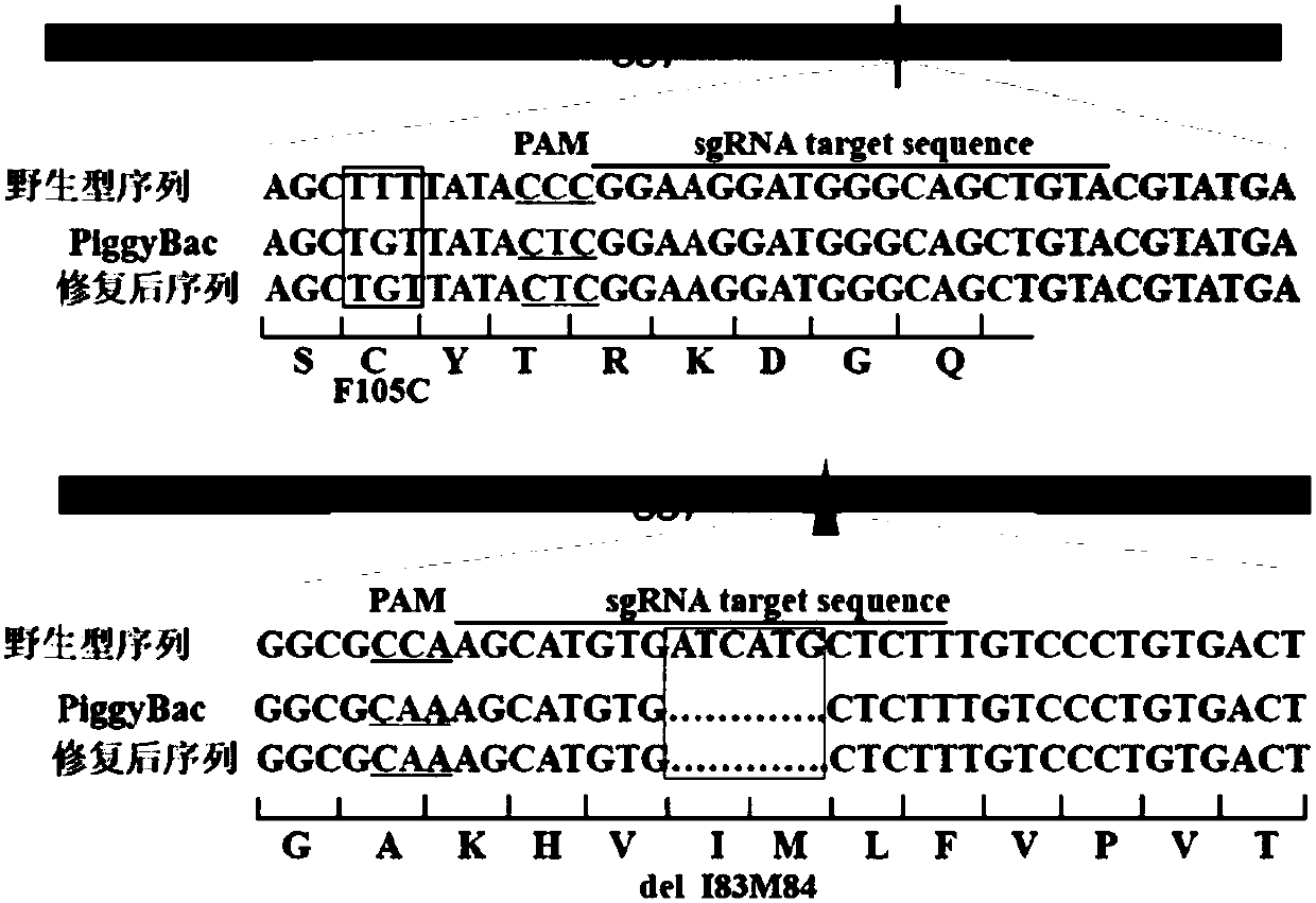 Method for obtaining homozygous mutation of seamless modification