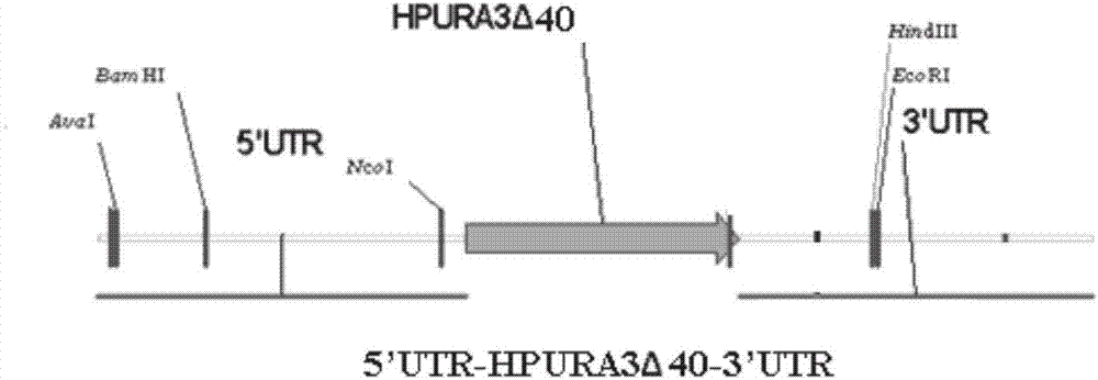 Hansenula polymorpha mutant and application of expression vector of hansenula polymorpha mutant to recombinant protein expression