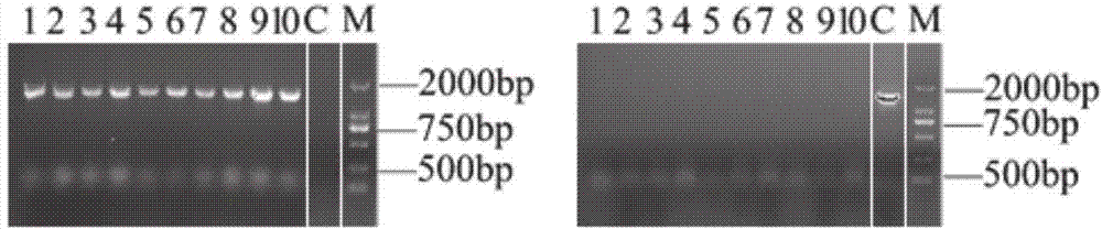 Hansenula polymorpha mutant and application of expression vector of hansenula polymorpha mutant to recombinant protein expression