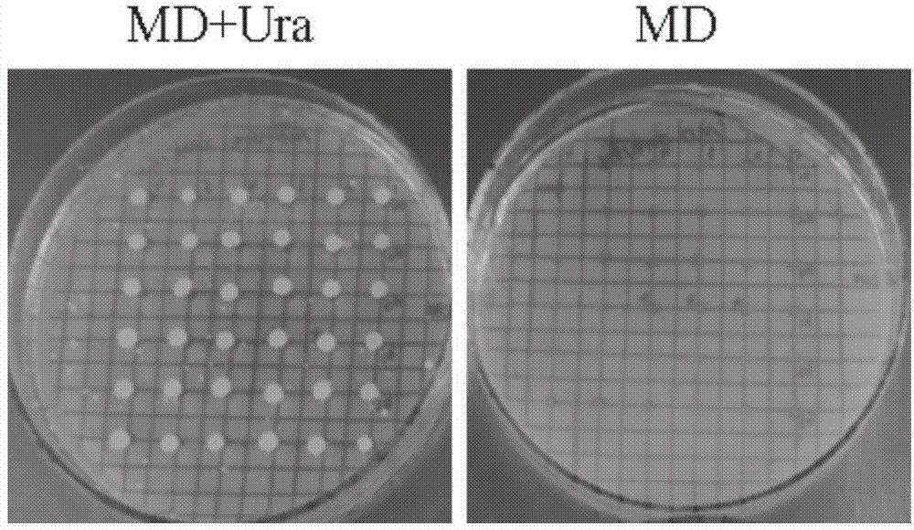 Hansenula polymorpha mutant and application of expression vector of hansenula polymorpha mutant to recombinant protein expression