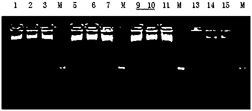 A method that enables ctab method to extract high-quality genomic dna from fungi