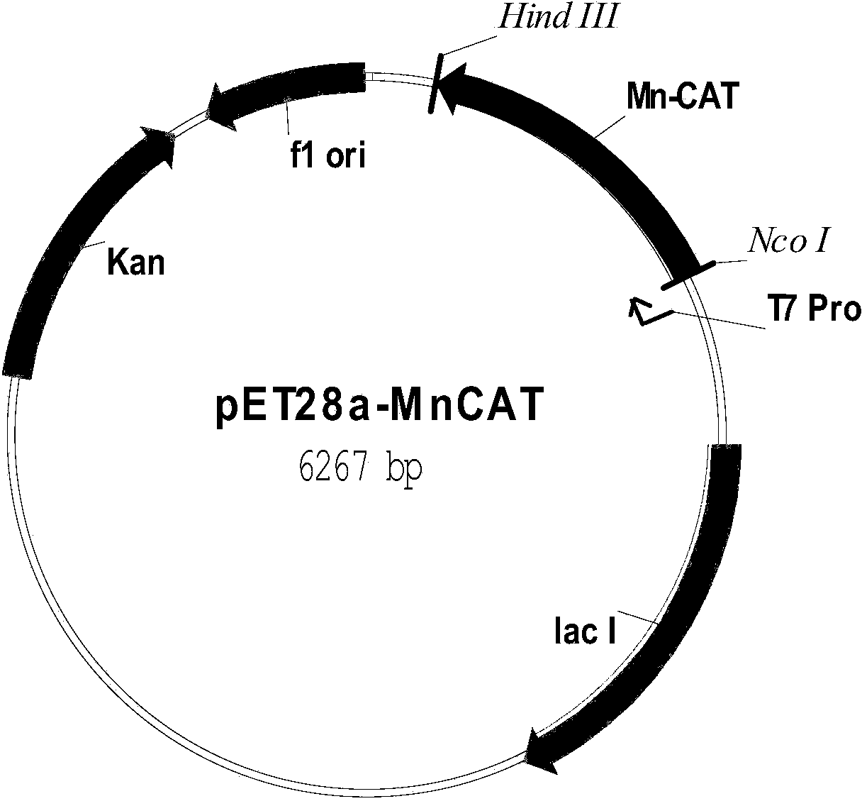 Thermophilic alkaline recombination manganese-containing catalase as well as expression carrier and engineering bacteria thereof