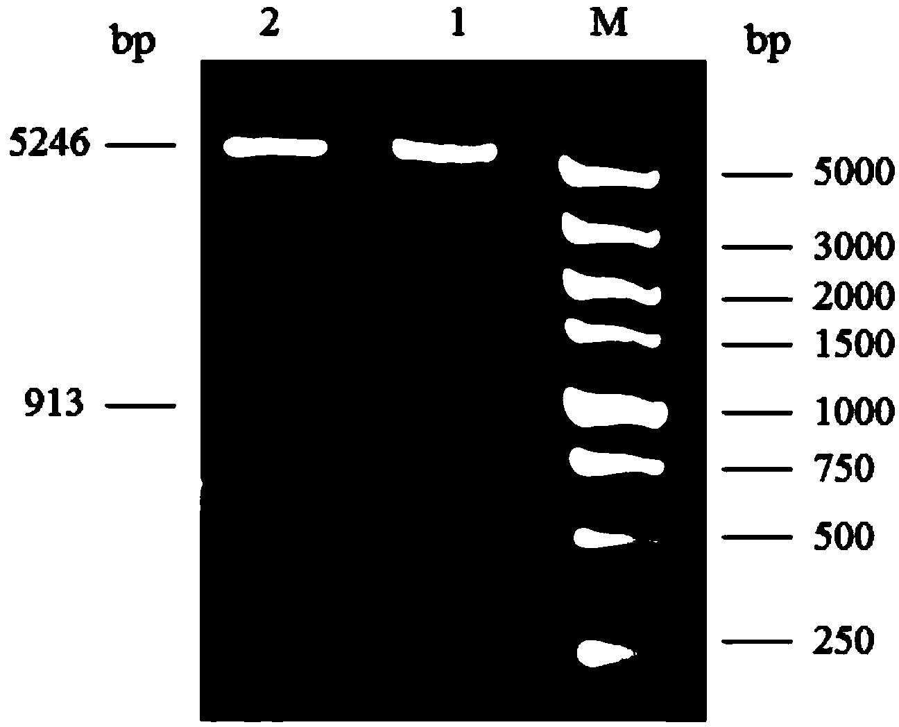 Thermophilic alkaline recombination manganese-containing catalase as well as expression carrier and engineering bacteria thereof