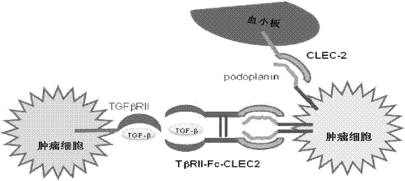 Novel recombined dual-function fusion protein and its preparation method and application