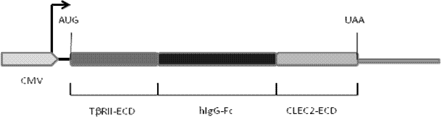 Novel recombined dual-function fusion protein and its preparation method and application