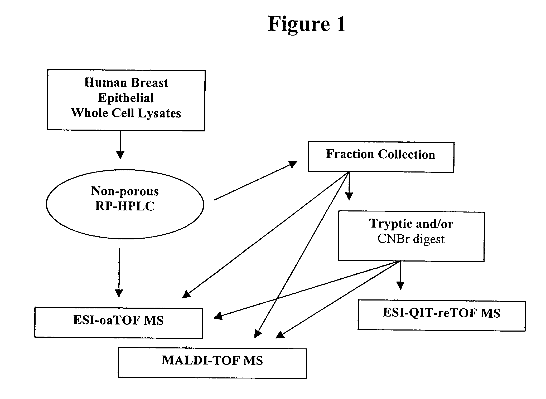 Mapping of differential display of proteins