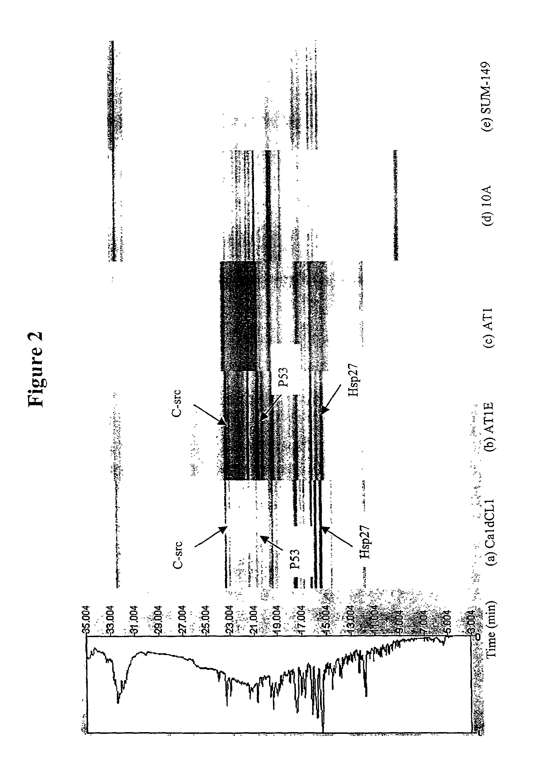 Mapping of differential display of proteins