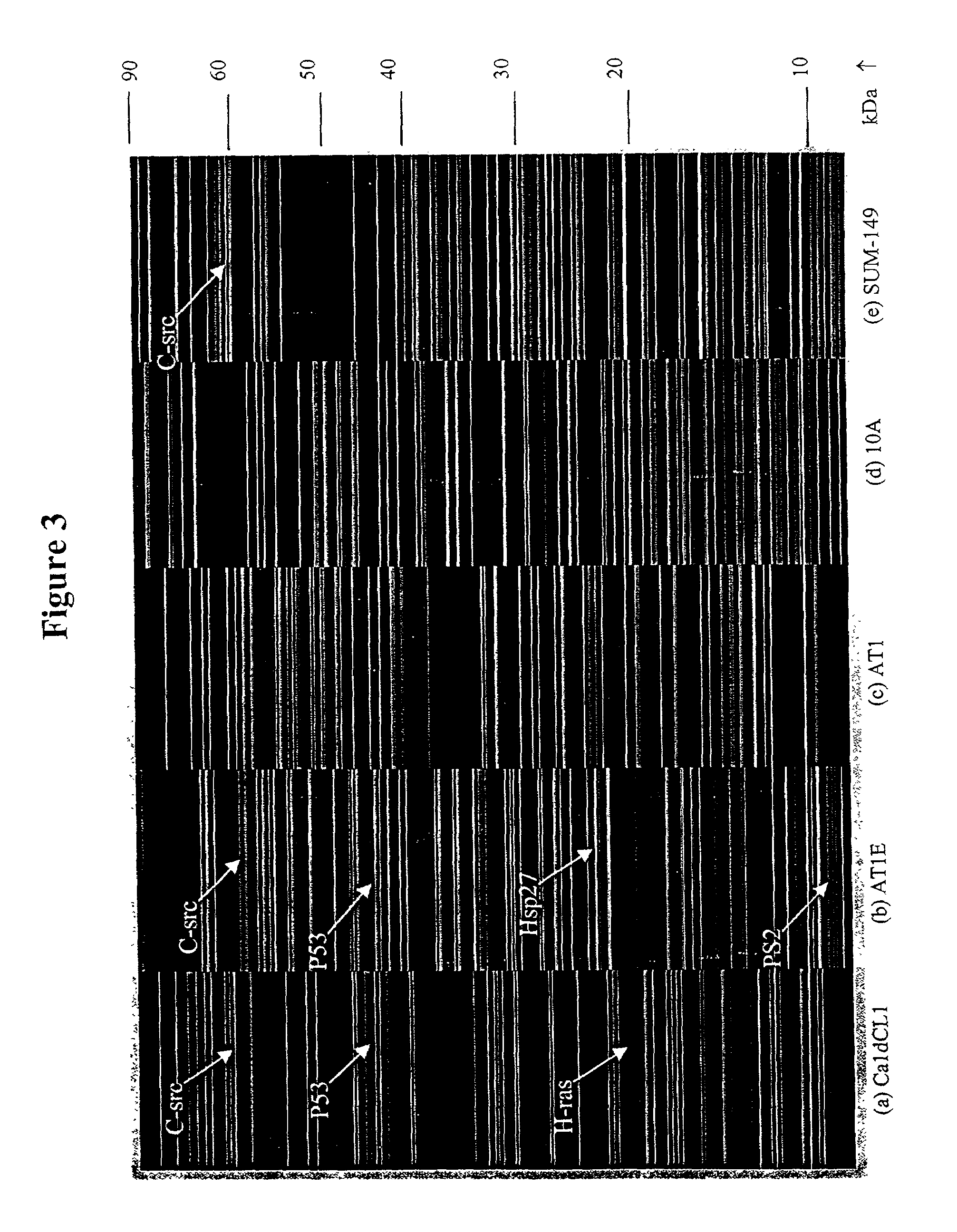 Mapping of differential display of proteins