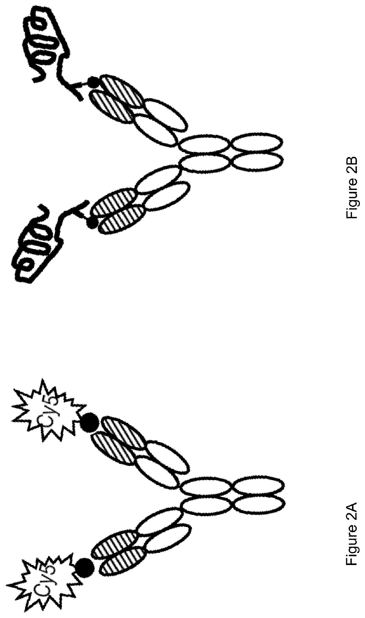 Bispecific Anti-hapten/Anti-blood brain barrier receptor antibodies, complexes thereof and their use as blood brain barrier shuttles